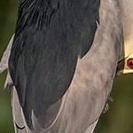 204A6333 Bihoreau gris